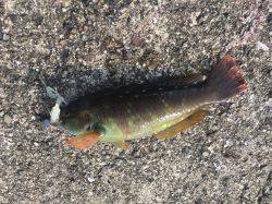 リトライ☆アジを探しに！