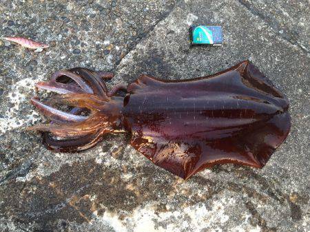 デカイカ・ゲットしました。