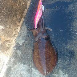 渋い中コウイカget