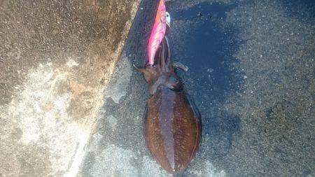 渋い中コウイカget