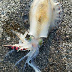 久しぶりのアオリイカ