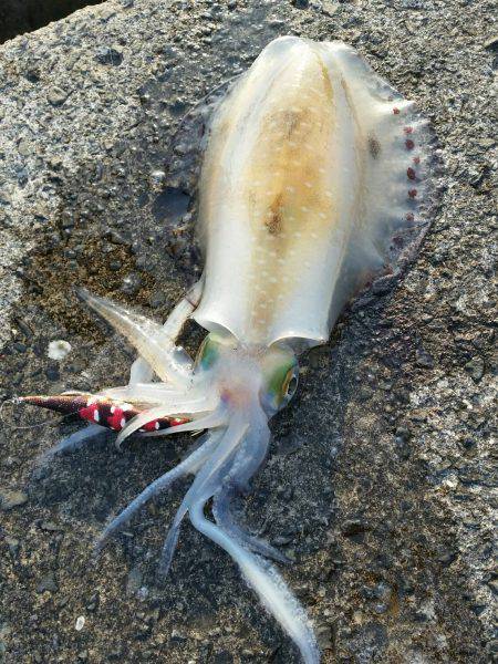 久しぶりのアオリイカ