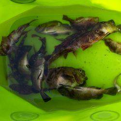 家族でガシラGET！！