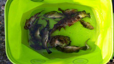 家族でガシラGET！！