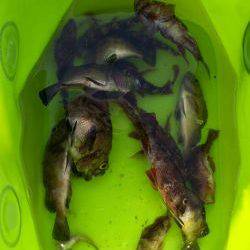 家族でガシラGET！！