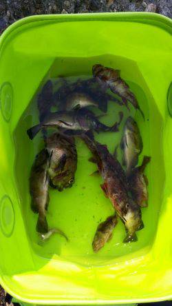 家族でガシラGET！！