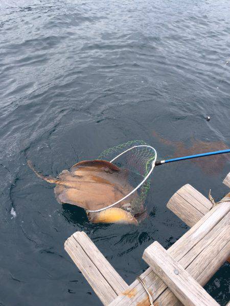 ｲｶﾎﾞｳｽﾞ