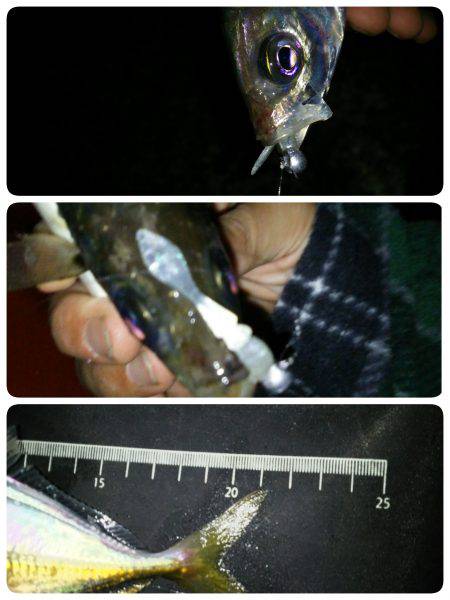 友人達とわいわいアジング♪