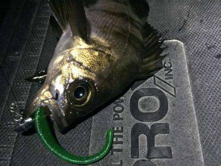 ロリメバル後の大物の正体は？