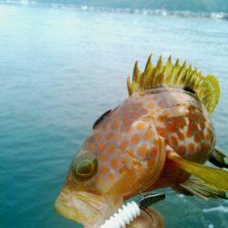 キジハタはよく引く