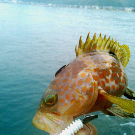 キジハタはよく引く