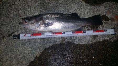 春イカ狙いが…