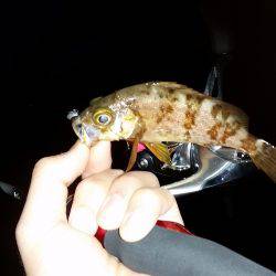 メバリング撃沈