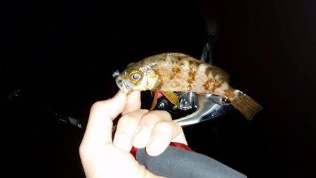 メバリング撃沈