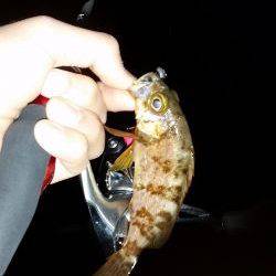 メバリング撃沈