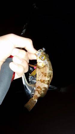 メバリング撃沈