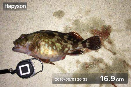 お腹パンパンのガッシー