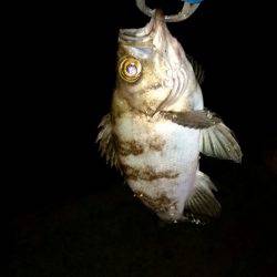 メバル狙いに。