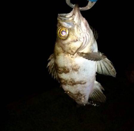 メバル狙いに。