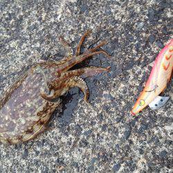 本日もエギング釣行