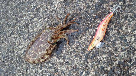 本日もエギング釣行