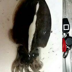 アオリイカ釣りたかったけど…