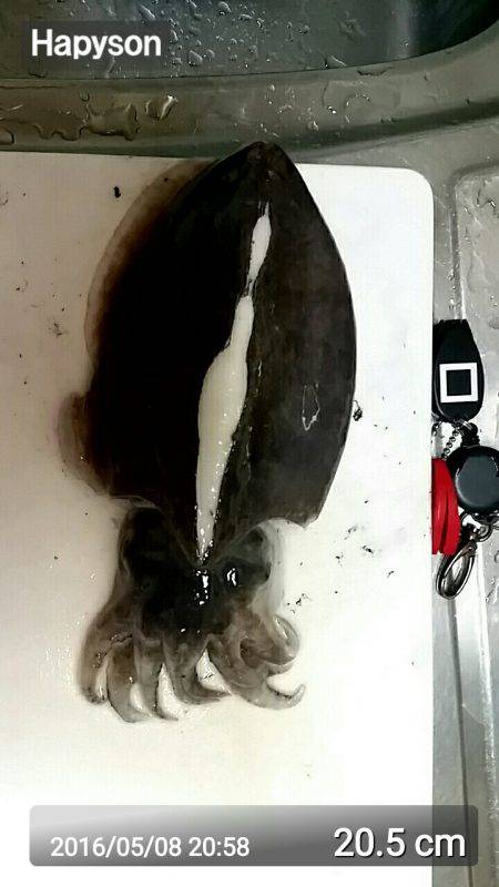 アオリイカ釣りたかったけど…