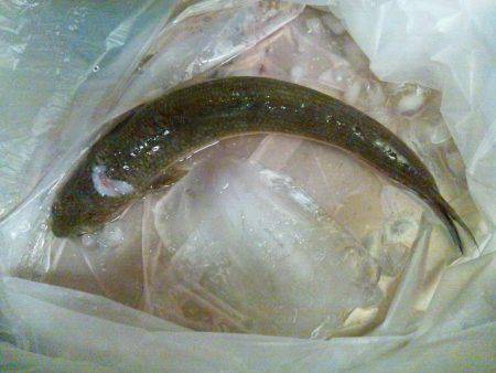 マリーナシティでイワシ