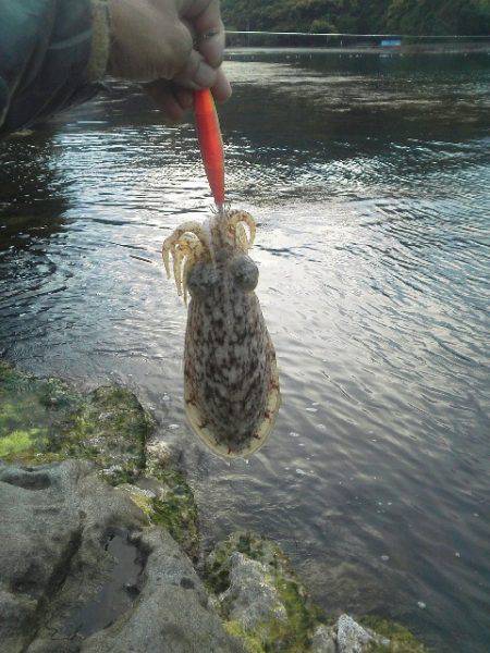 ぼちぼち釣れるかな