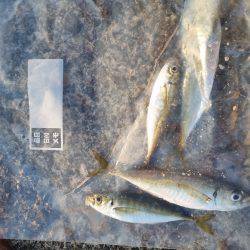 アジ食べたくて