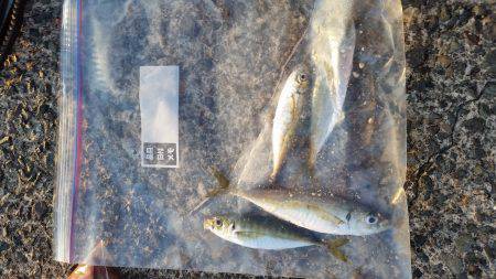 アジ食べたくて