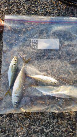 アジ食べたくて