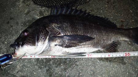 連夜のドブチヌ