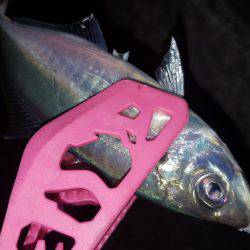 アジングにてアジ良好！