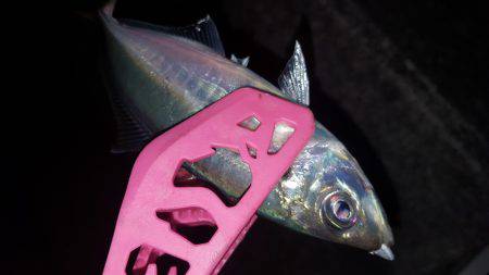 アジングにてアジ良好！