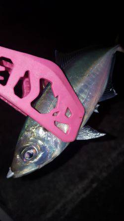 アジングにてアジ良好！