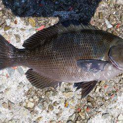 フカセでグレ！