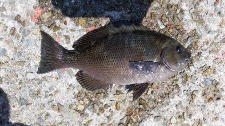 フカセでグレ！