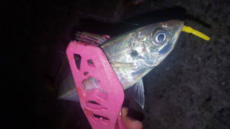 アジングにて！