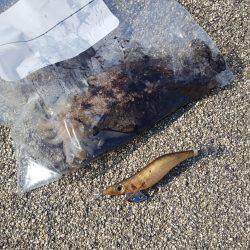 小浜新港　コウイカエギング