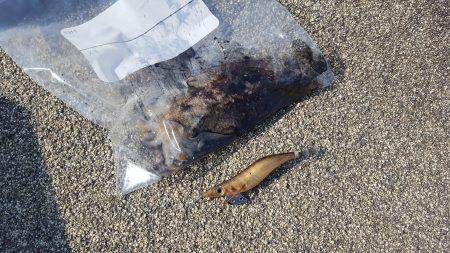 小浜新港　コウイカエギング