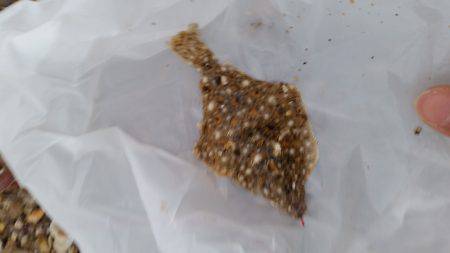 エサとりが多すぎて、、、