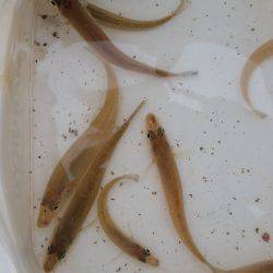 キス！乗りません。