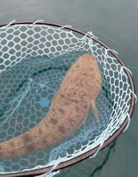 マゴチが釣れました