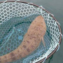 マゴチが釣れました