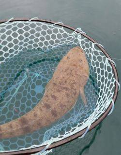 マゴチが釣れました