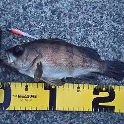 メバル２４ｃｍ　アコウ２４ｃｍ