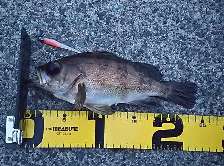メバル２４ｃｍ　アコウ２４ｃｍ