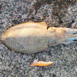 小浜新港　コウイカエギング