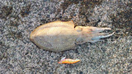 小浜新港　コウイカエギング